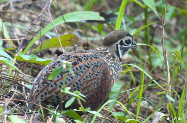  - Ocellated Quail - 