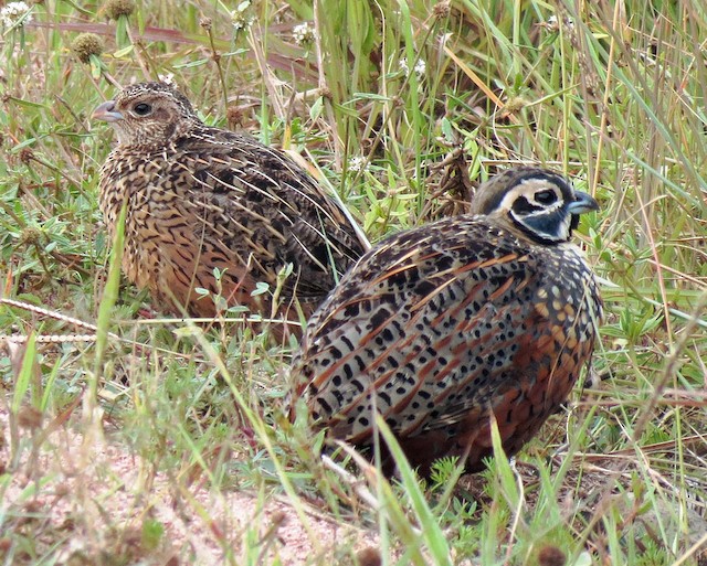Ocellated Quail female and male - Ocellated Quail - 