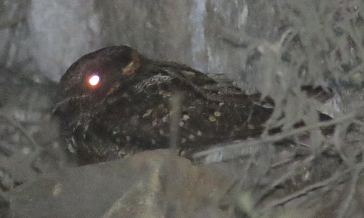 Lyre-tailed Nightjar - ML504620301