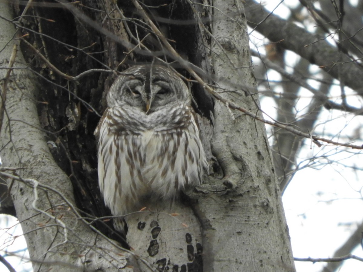 Barred Owl - ML504620741