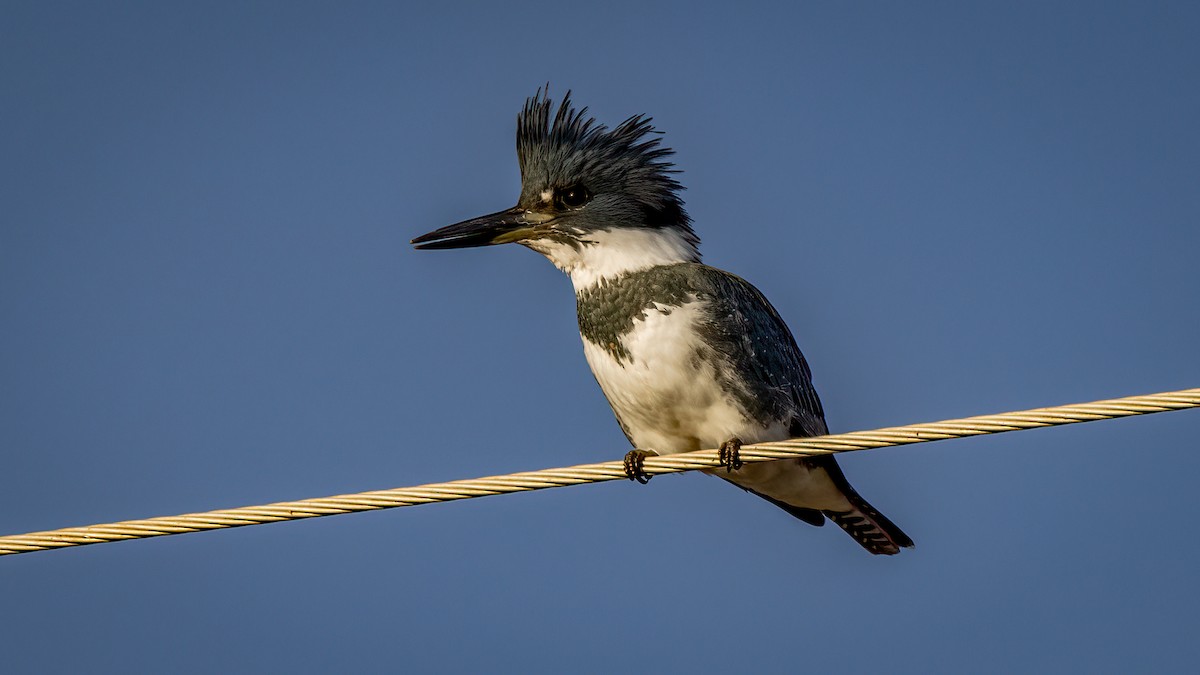 Belted Kingfisher - ML504629951