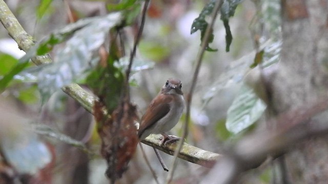 Gray-chested Jungle Flycatcher - ML504637651