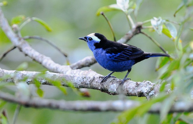  - Opal-crowned Tanager - 