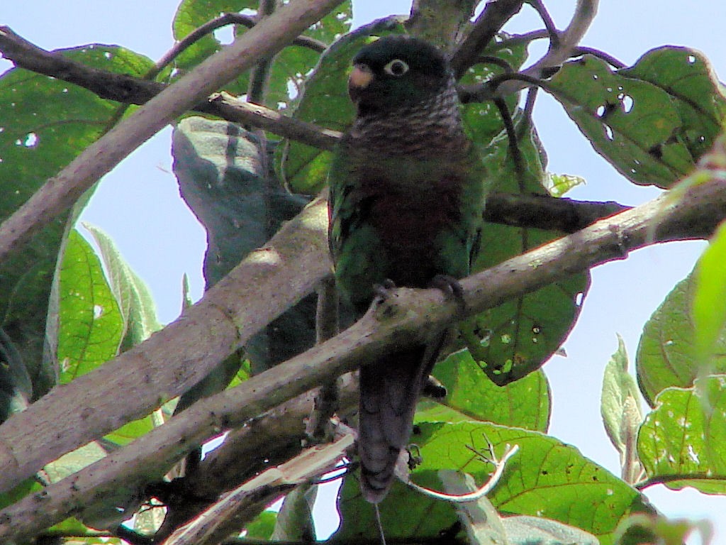 Brown-breasted Parakeet - ML504645251