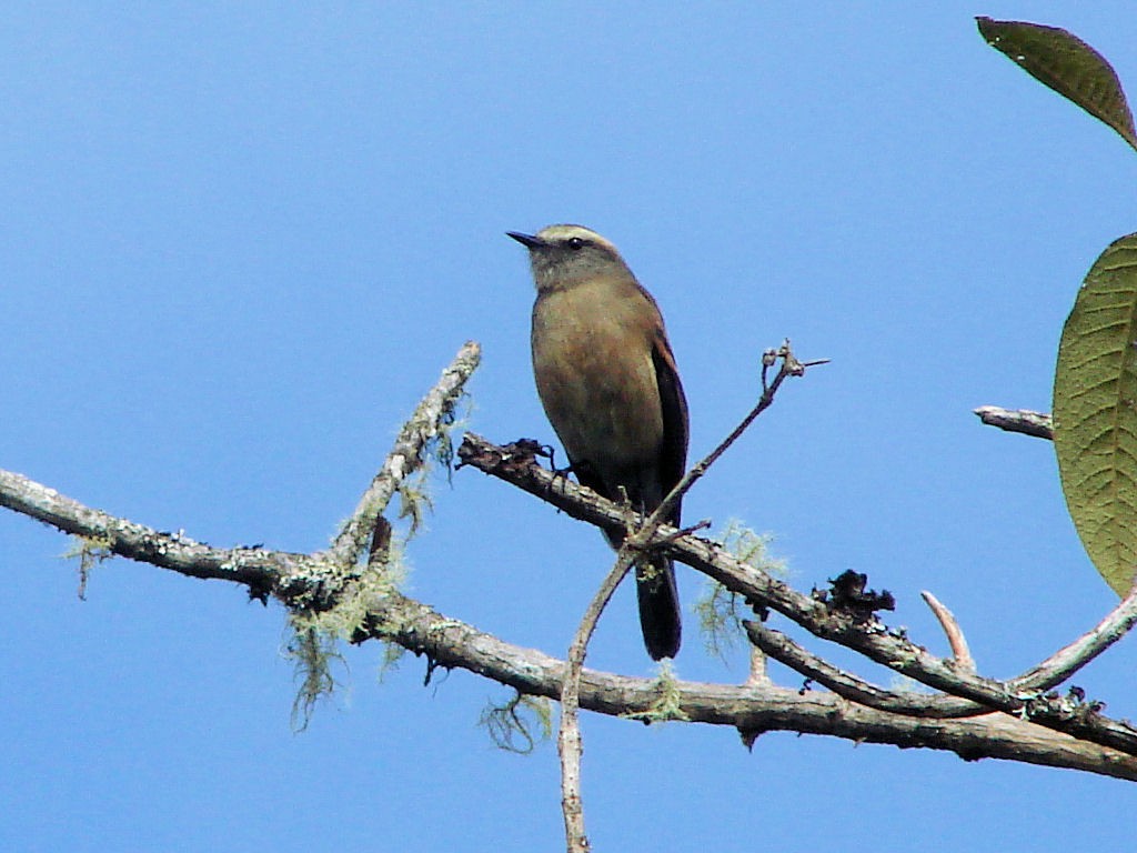 Brown-backed Chat-Tyrant - ML504645351