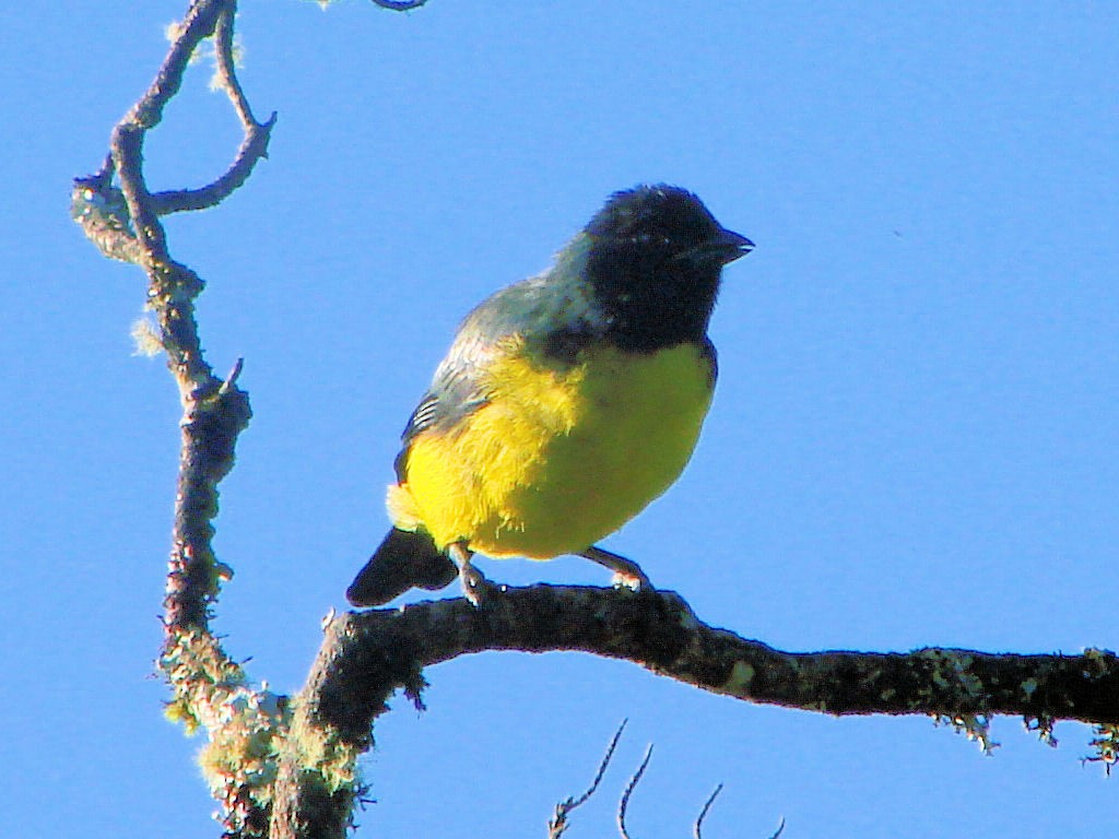 Hooded Mountain Tanager - ML504645651