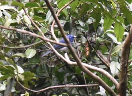 Black-naped Monarch - Sze On Ng (Aaron)