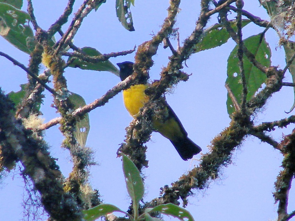 Black-chested Mountain Tanager - ML504645911