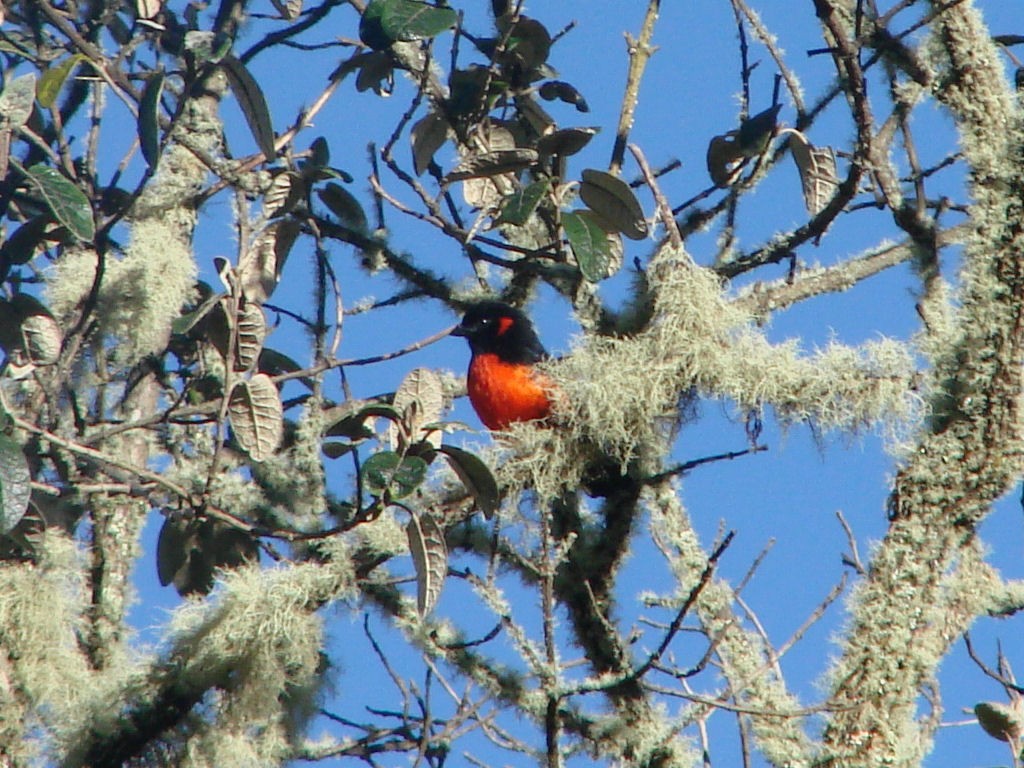 Scarlet-bellied Mountain Tanager - ML504645981