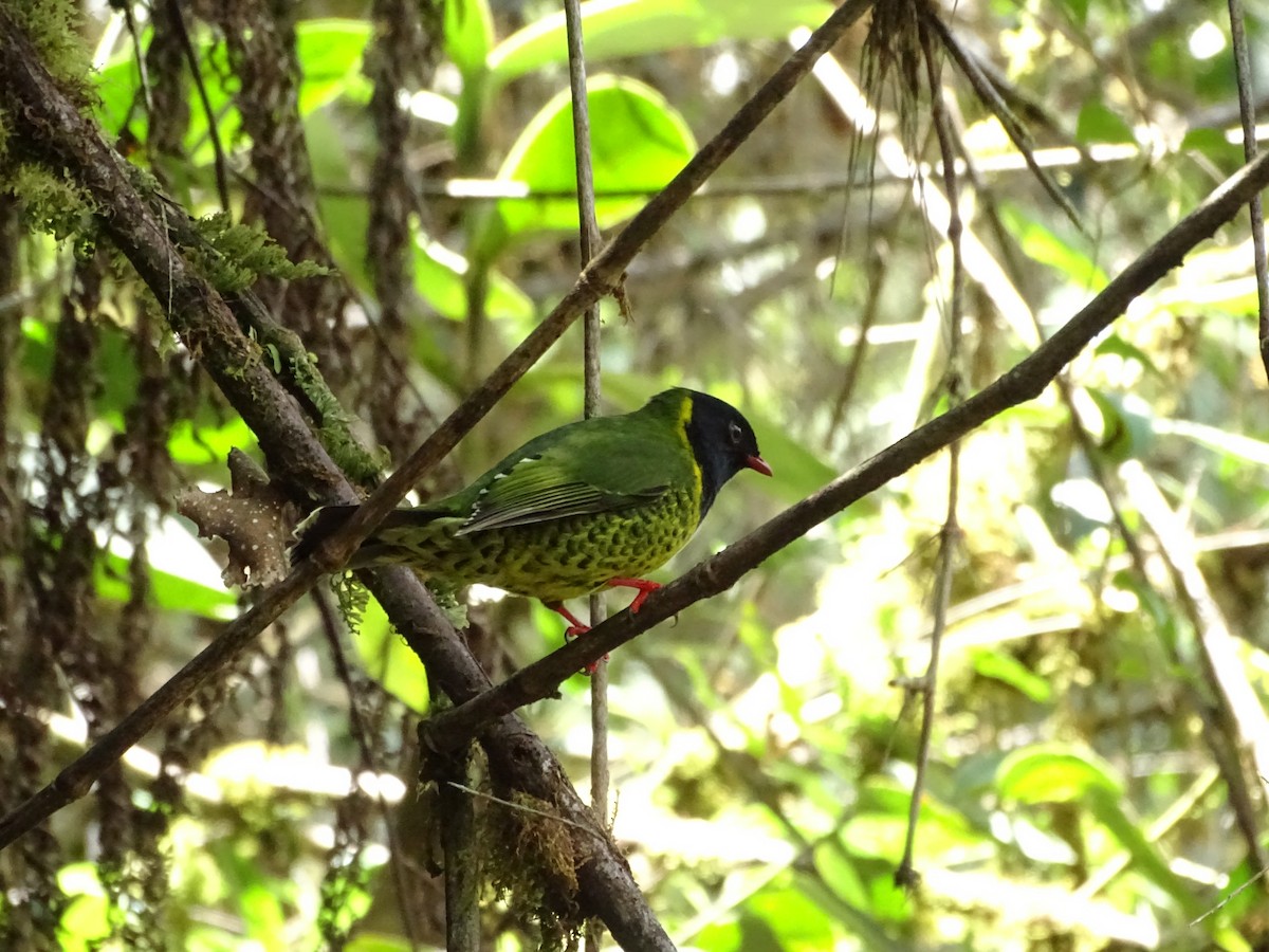 Band-tailed Fruiteater - ML504654111
