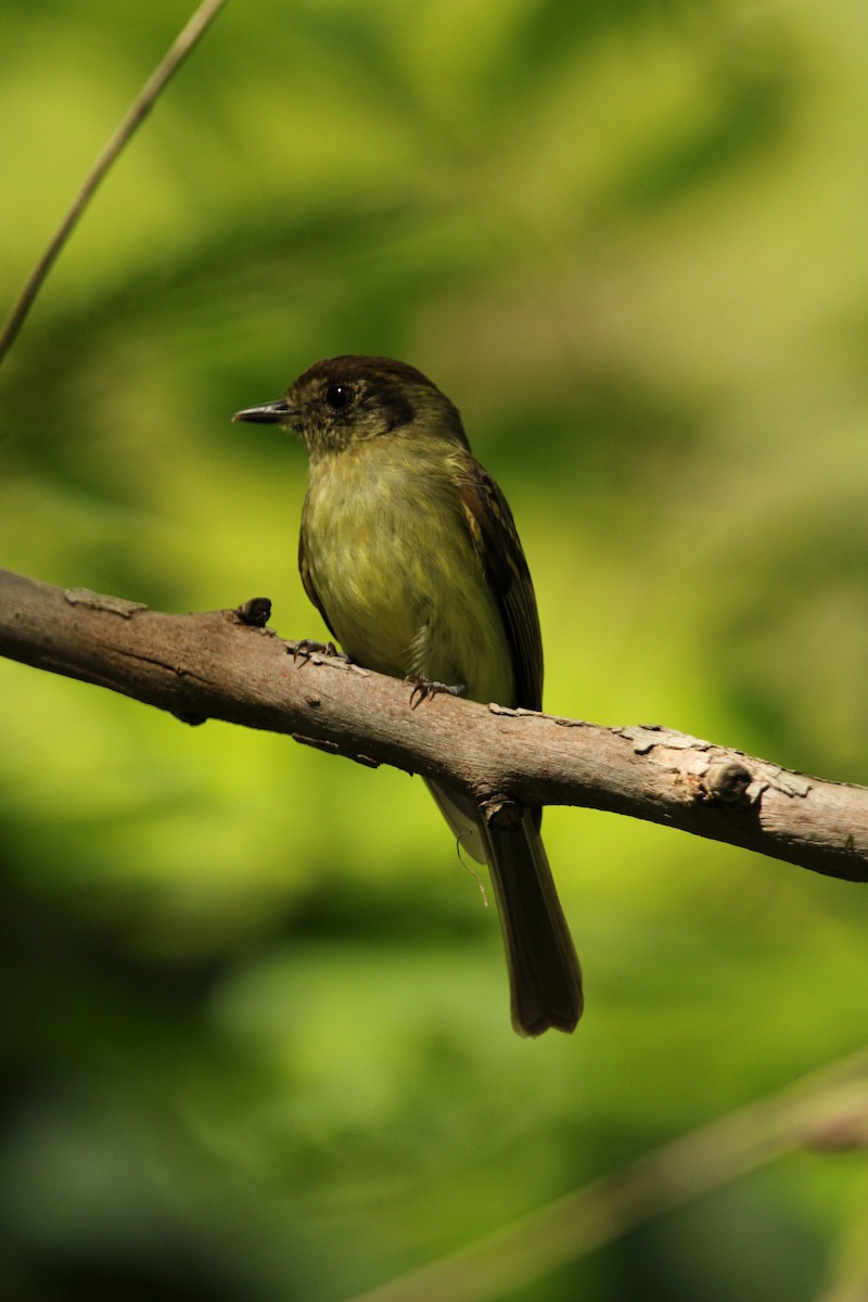 Sepia-capped Flycatcher - ML504656151