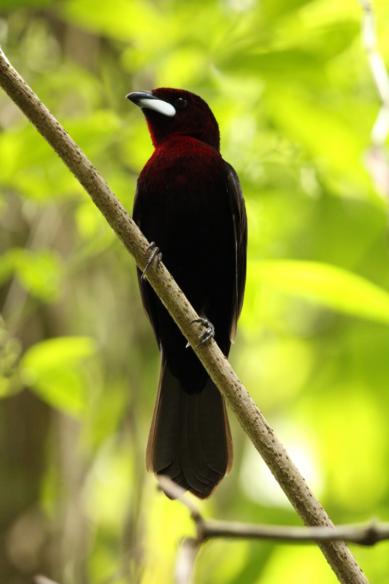 Silver-beaked Tanager - ML504656261