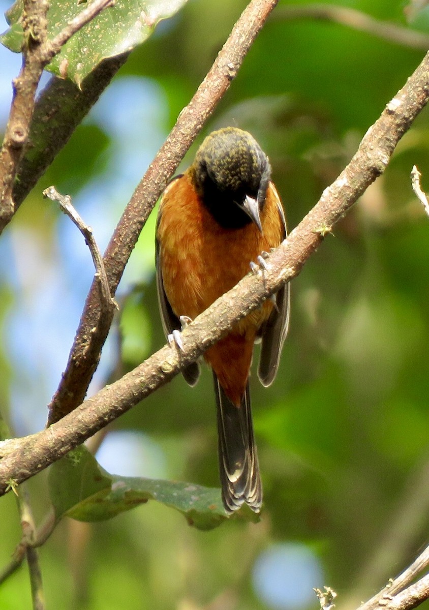Orchard Oriole - ML504657571