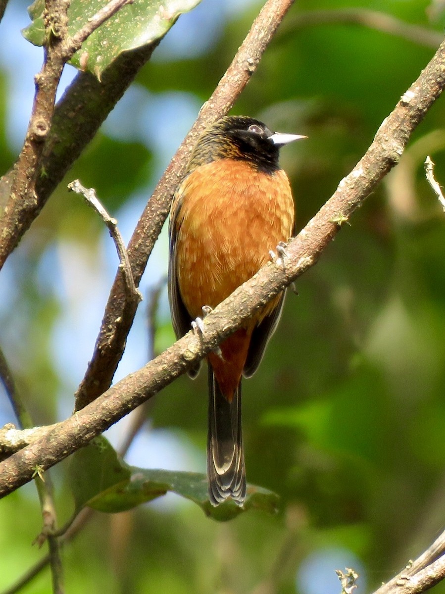 Orchard Oriole - ML504657581