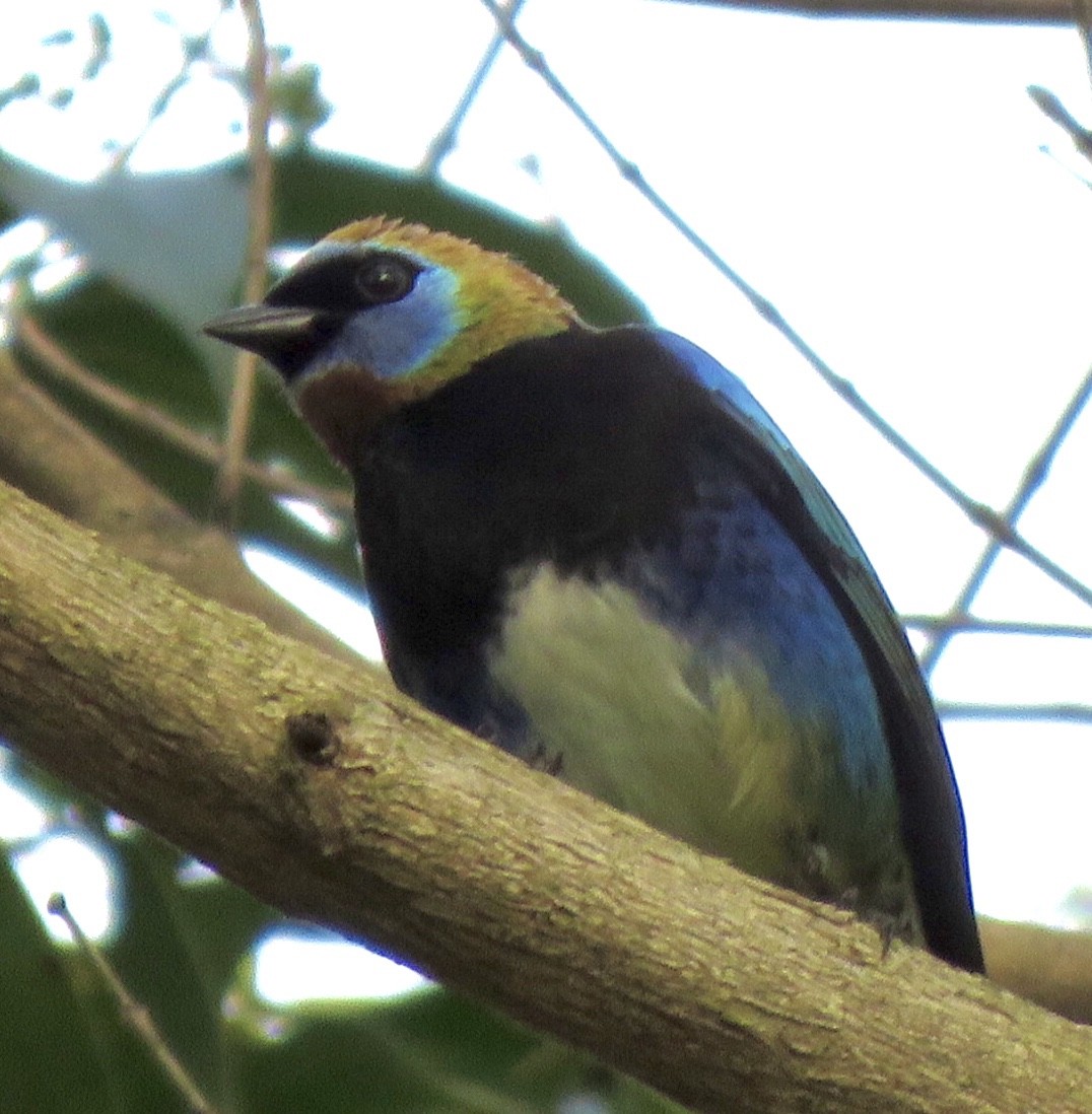 Golden-hooded Tanager - Carlos Sanguinetti