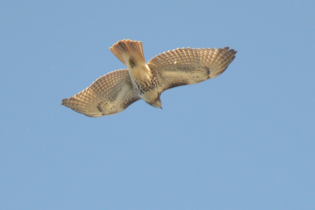 Red-tailed Hawk - ML504659111
