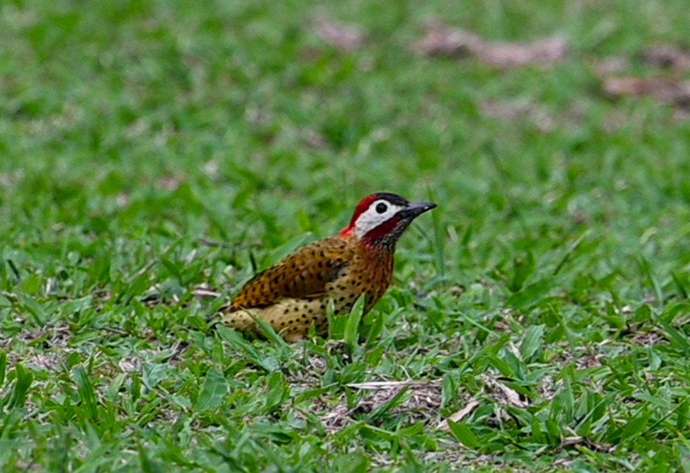 Spot-breasted Woodpecker - ML504659481