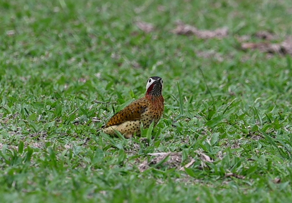 Spot-breasted Woodpecker - ML504659491
