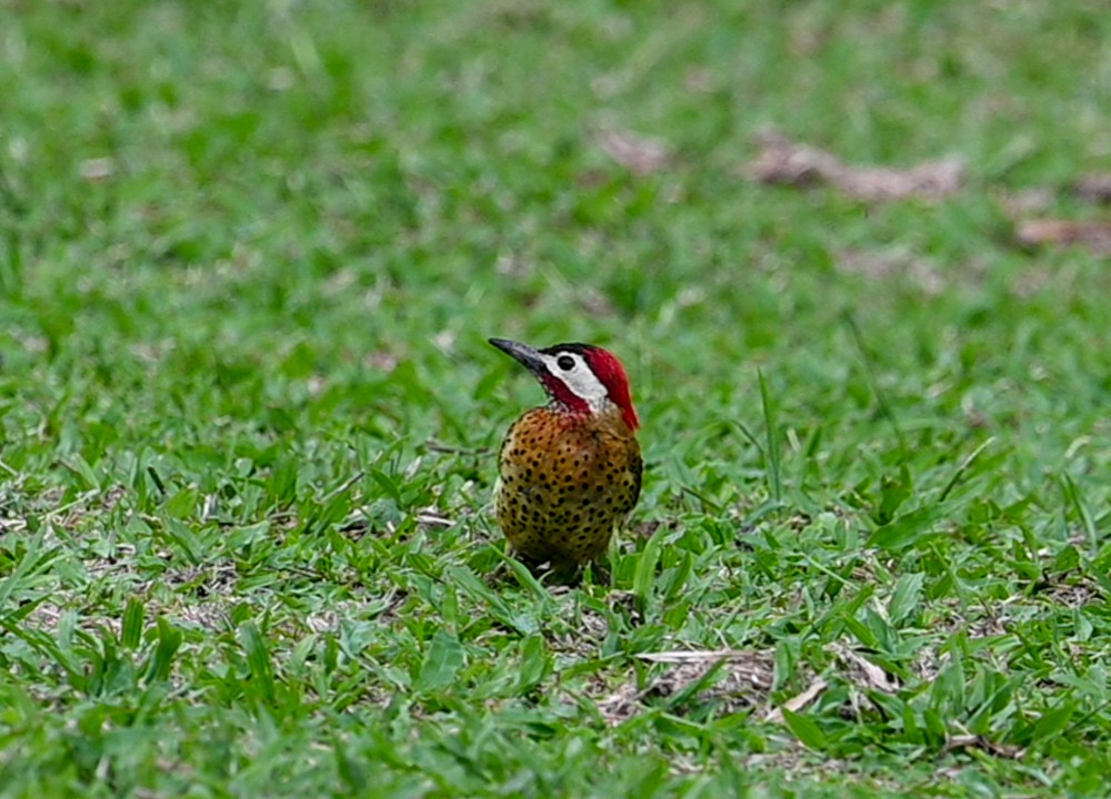 Spot-breasted Woodpecker - Estela Quintero-Weldon