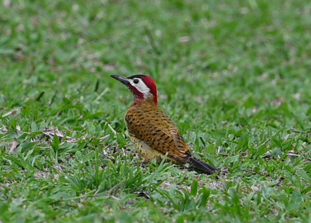 Spot-breasted Woodpecker - ML504659511