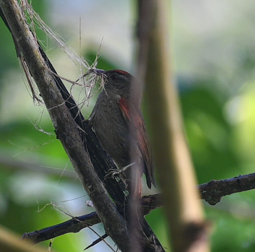Ash-browed Spinetail - ML504660371