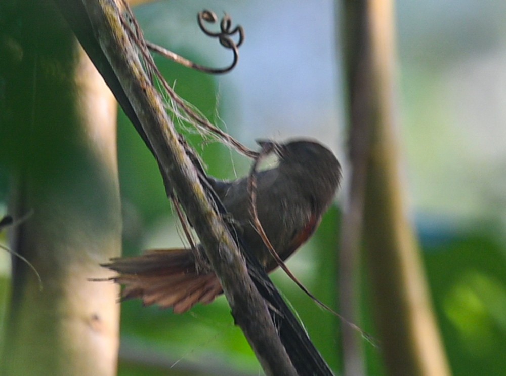 Ash-browed Spinetail - ML504660961
