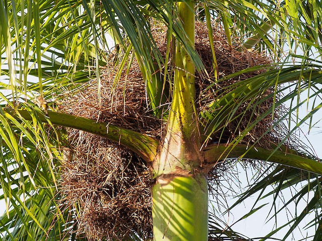 Communal Palmchat nest in crown of royal palm (bird for scale on left). - Palmchat - 