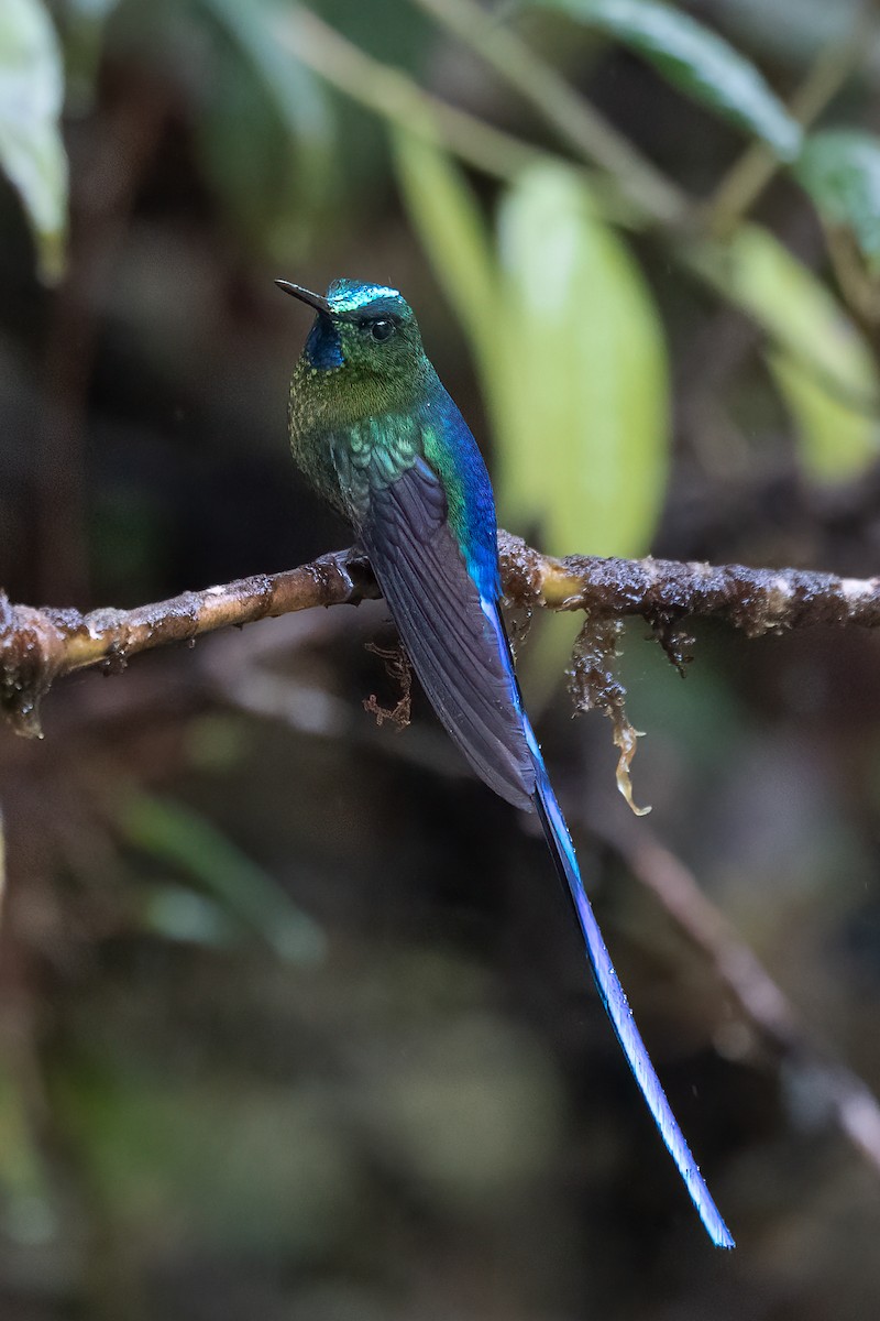 Violet-tailed Sylph - ML504669581