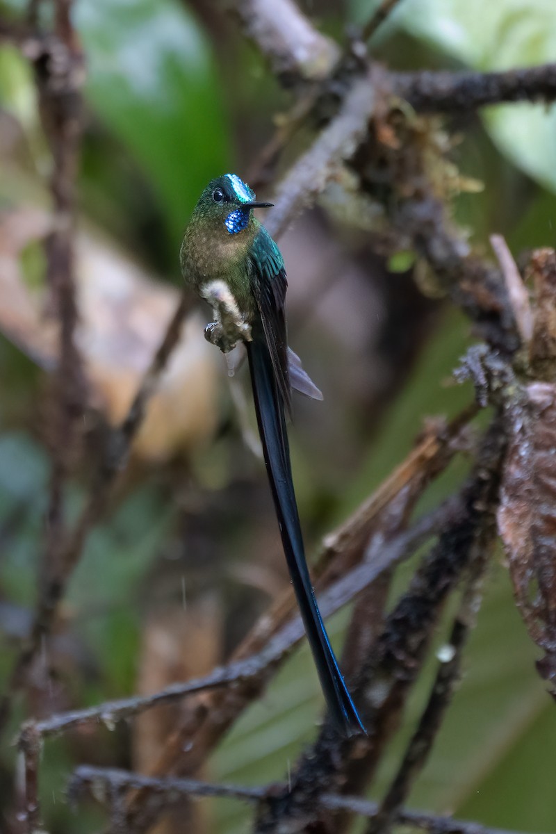 Violet-tailed Sylph - ML504669591