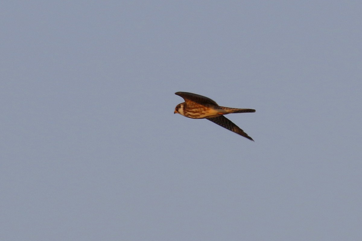 Red-footed Falcon - ML504670391