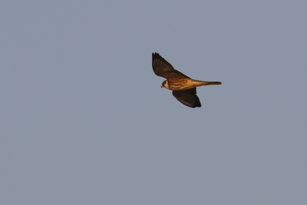 Red-footed Falcon - ML504670401
