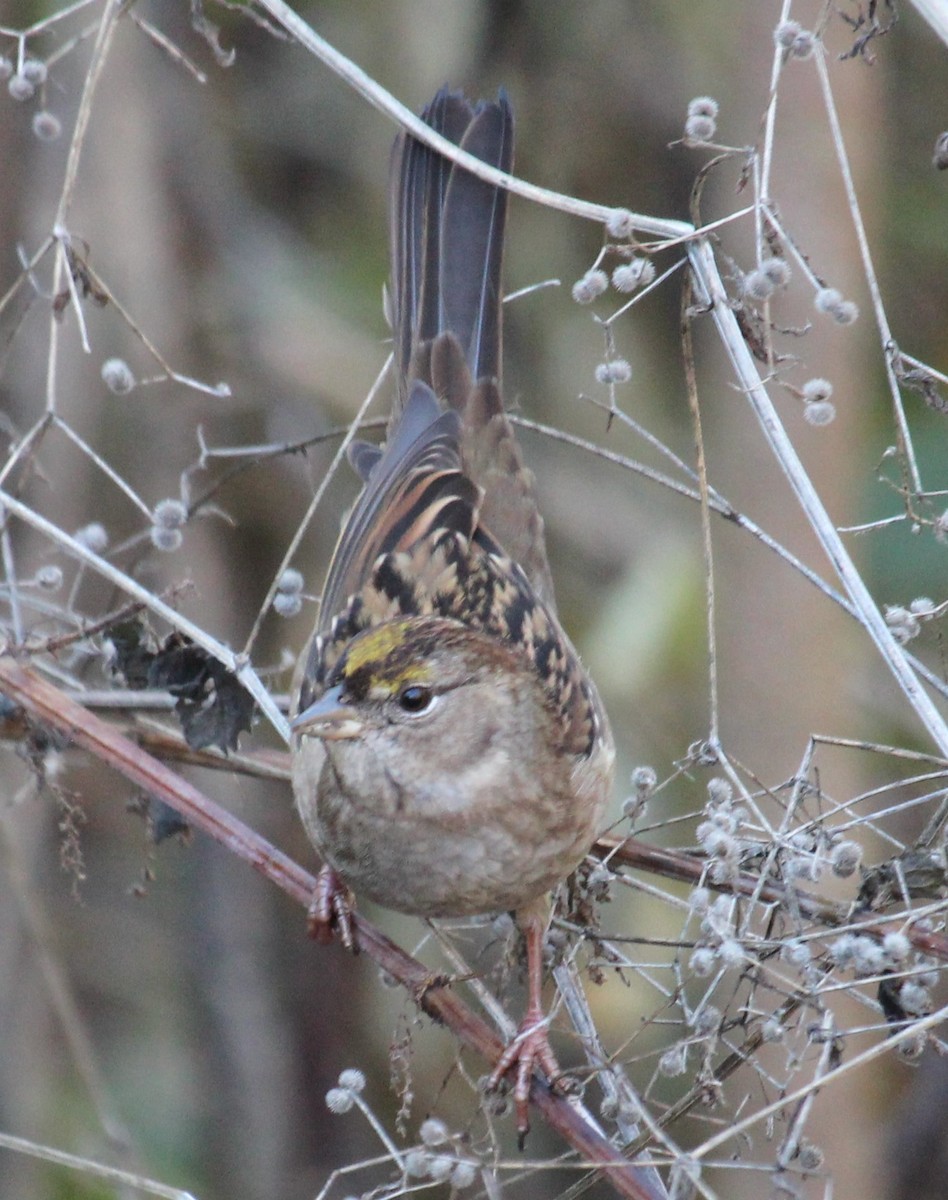 Golden-crowned Sparrow - ML504680501