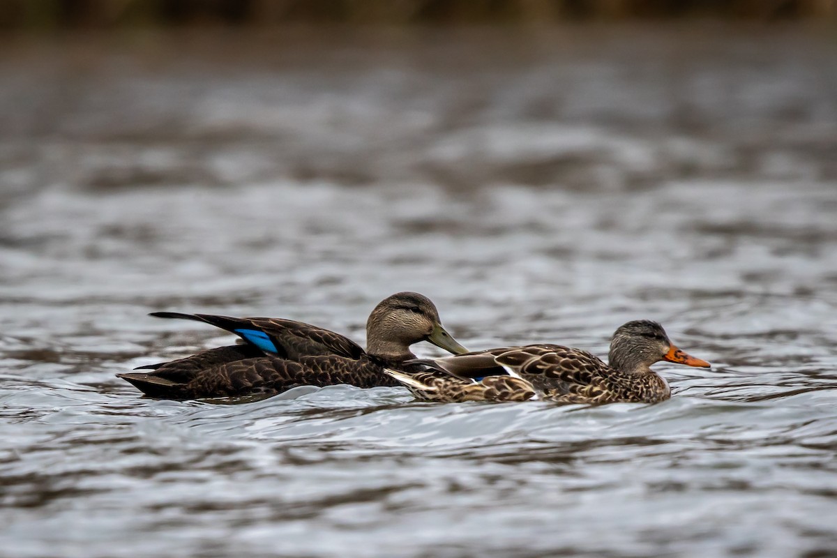 ML504688401 American Black Duck Macaulay Library