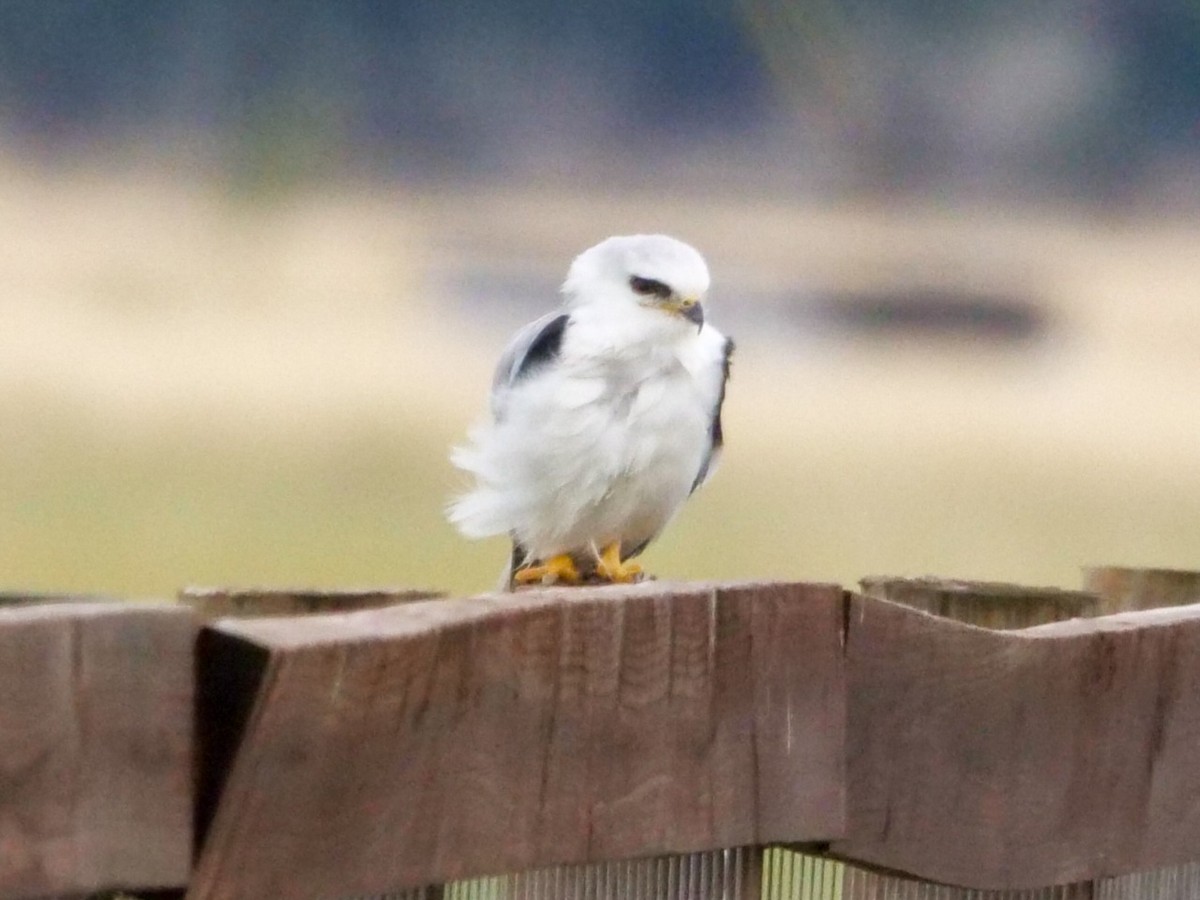 eBird Checklist 17 Nov 2022 Progresso Sod Farms 21 species