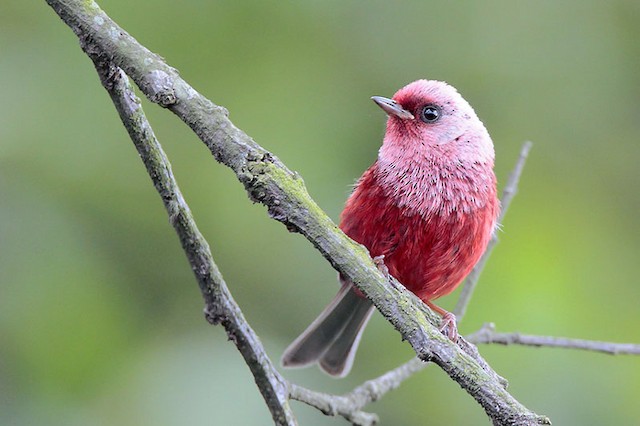  - Pink-headed Warbler - 