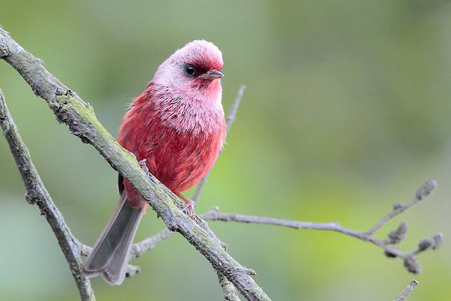  - Pink-headed Warbler - 