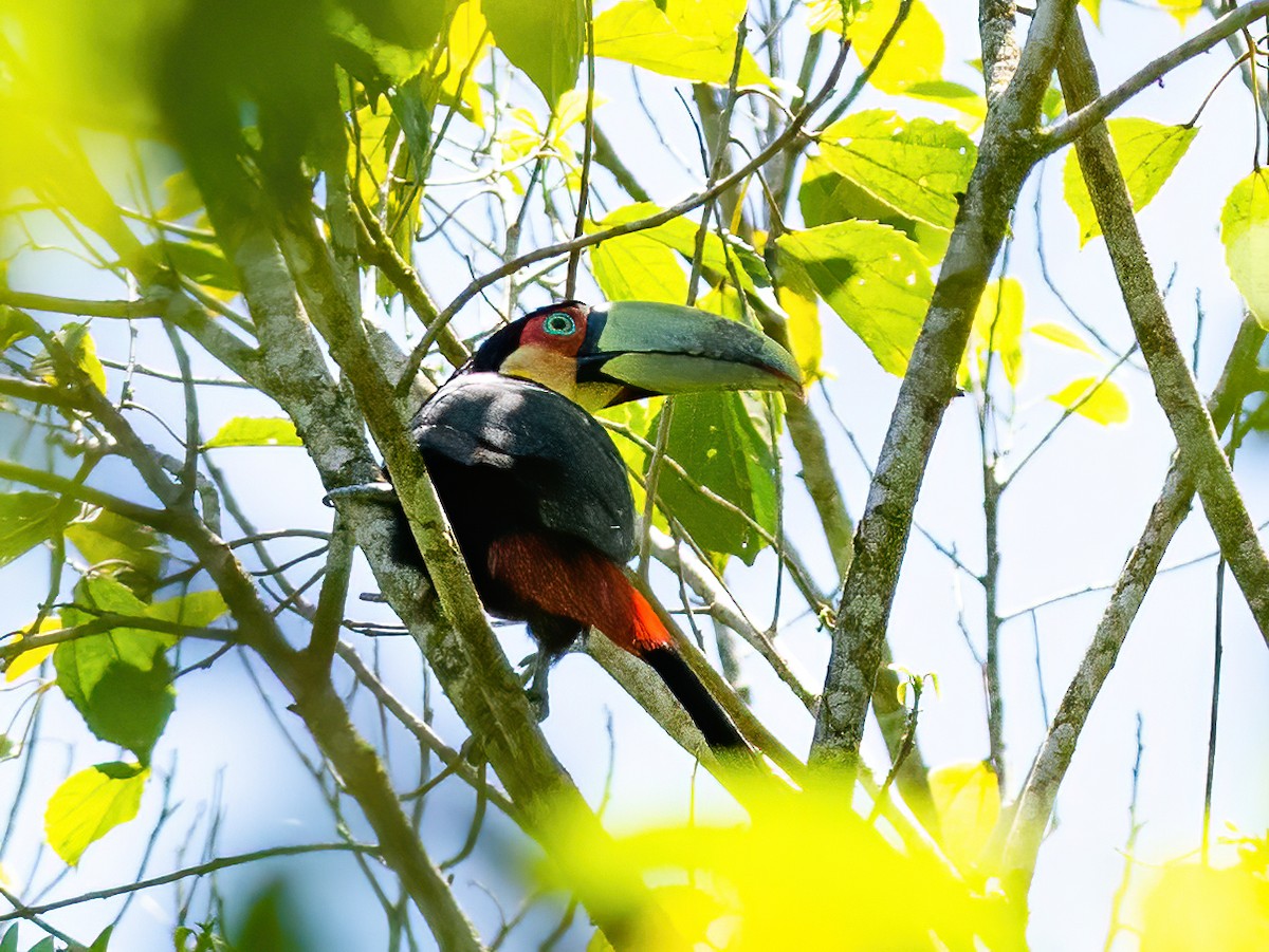 Red-breasted Toucan - ML504696671