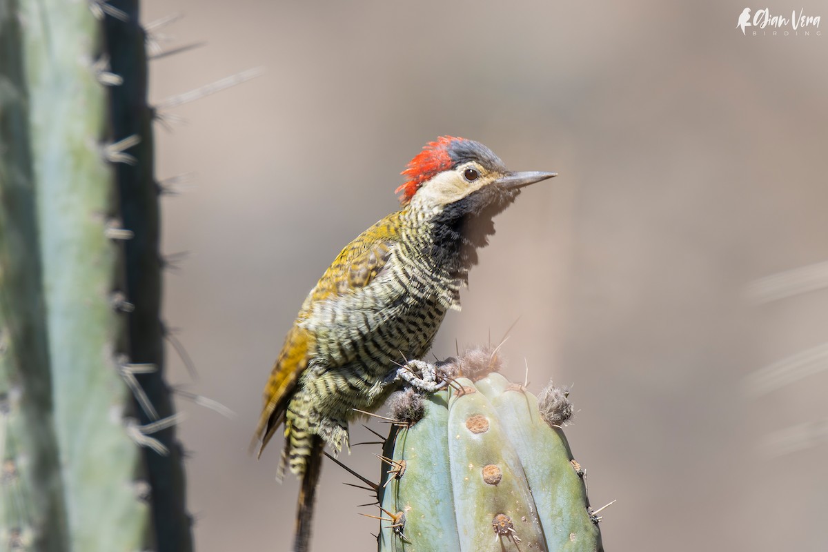 Black-necked Woodpecker - ML504697171