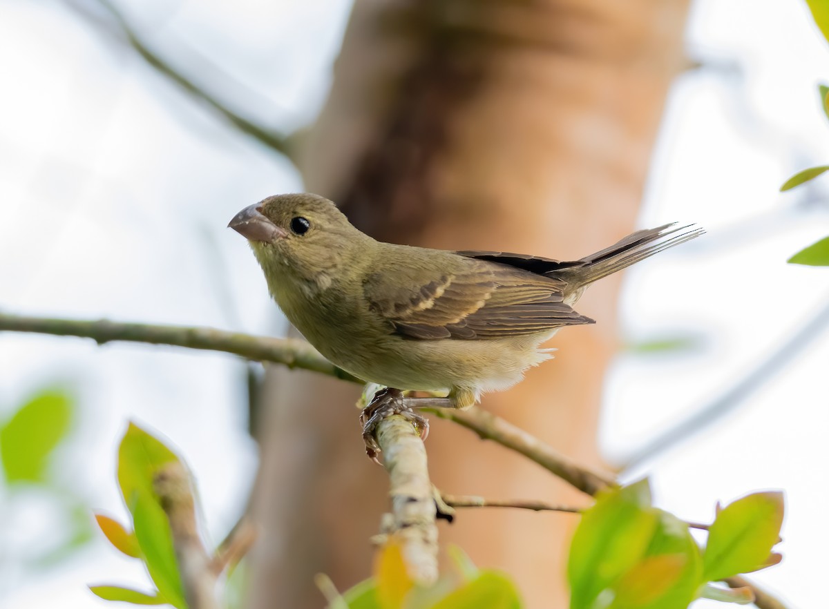 Buffy-fronted Seedeater - ML504697791