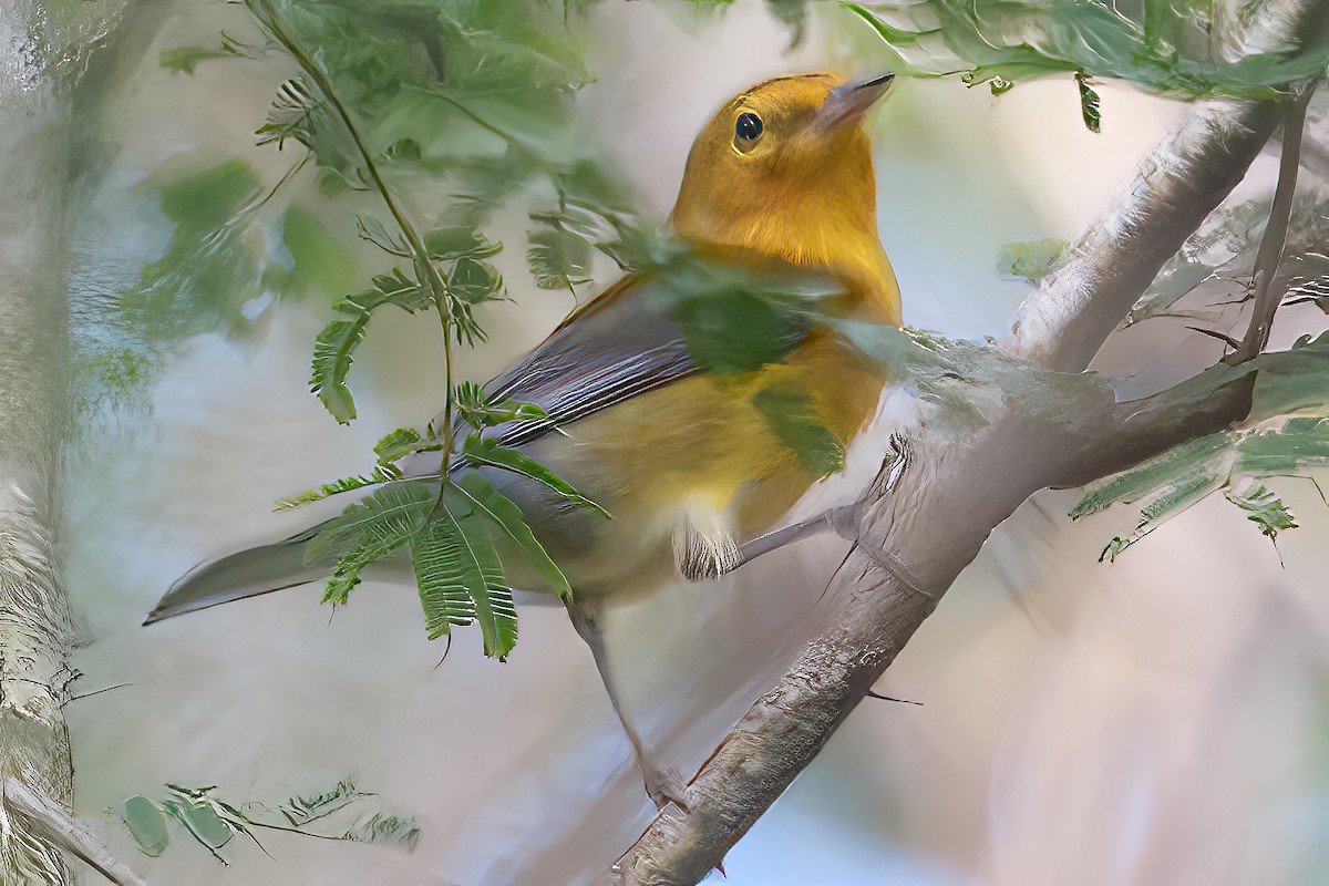 Prothonotary Warbler - ML504709271