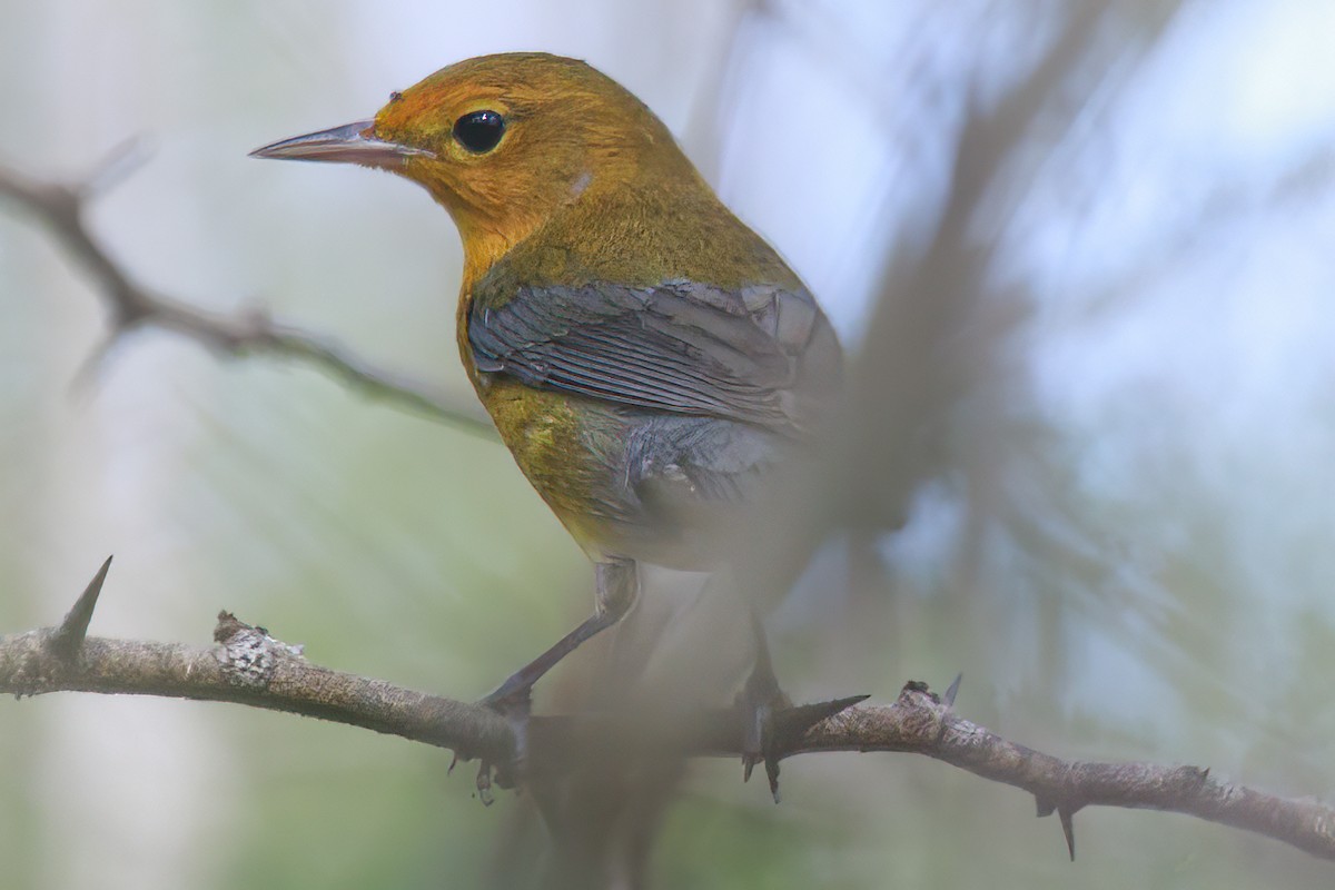 Prothonotary Warbler - ML504709281