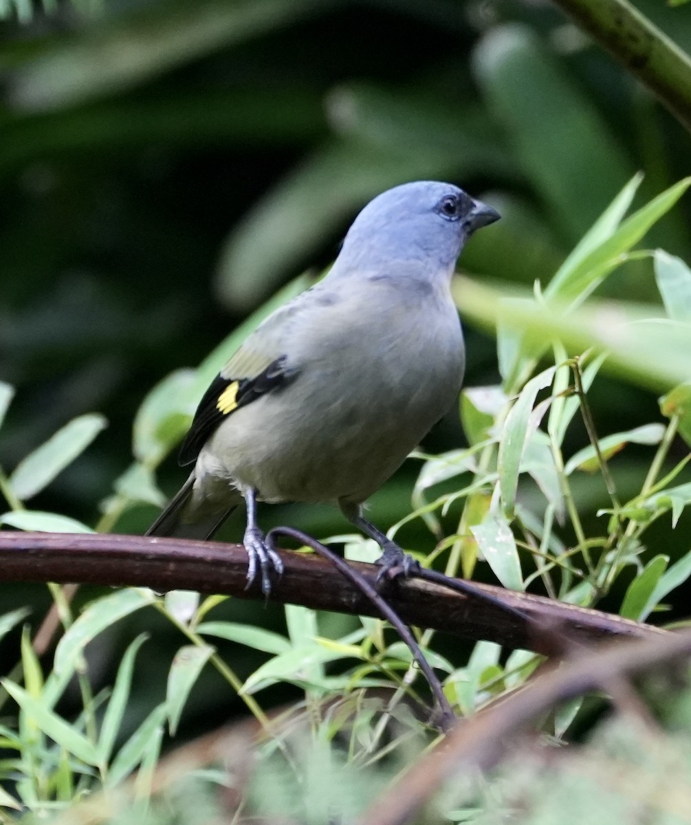 Yellow-winged Tanager - ML504709921