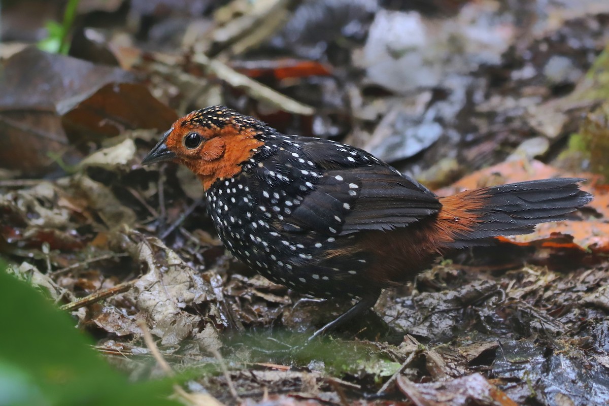 Ocellated Tapaculo - ML504712301