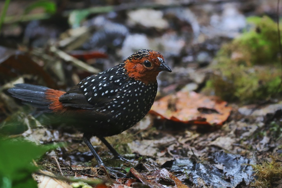 Ocellated Tapaculo - ML504712311