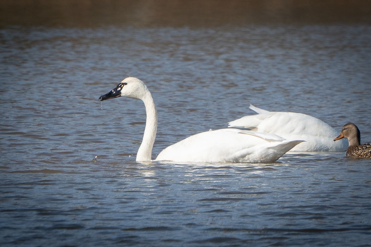 EBird Checklist - 17 Nov 2022 - Edwin B. Forsythe NWR (formerly Brig ...