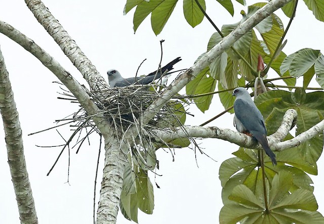 Plumbeous Kites at nest - Plumbeous Kite - 