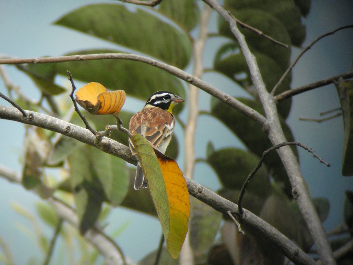 Golden-breasted Bunting - ML504714411