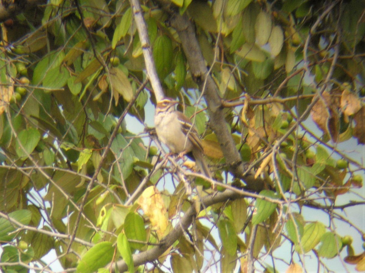 Chestnut-crowned Sparrow-Weaver - ML504715471