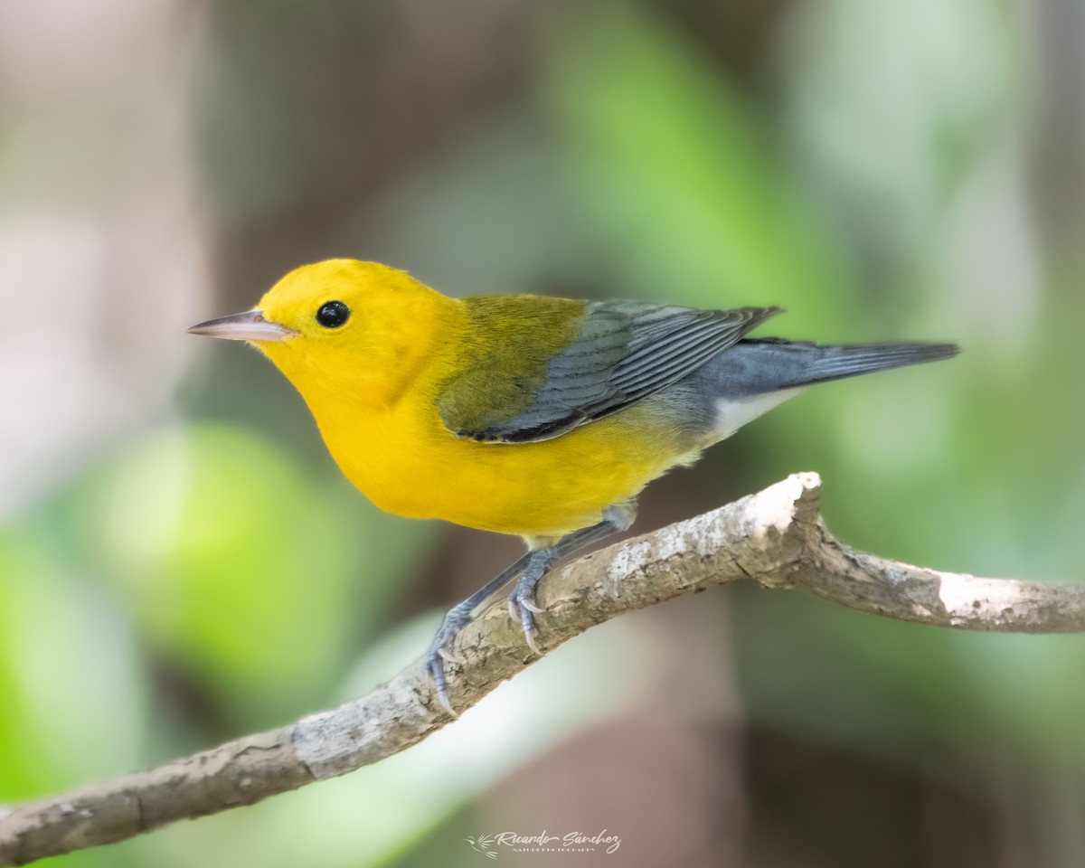 Prothonotary Warbler - Ricardo Sánchez