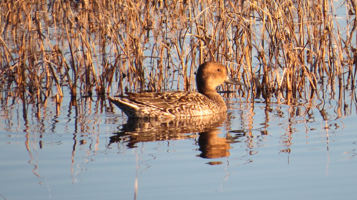 eBird Checklist 14 Nov 2022 Bosque del Apache NWR 21 species